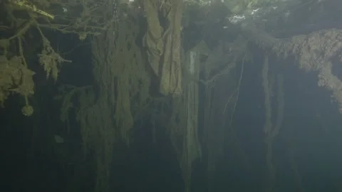 Underwater tree wrapped in nylons in polluted water Stock-Footage 254484382