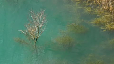 Underwater trees on a spring emerald dam lake Stock Footage 145337603