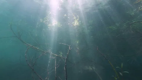 Underwater trees with sun rays, Albano lake, Italy Stock Footage 162399445