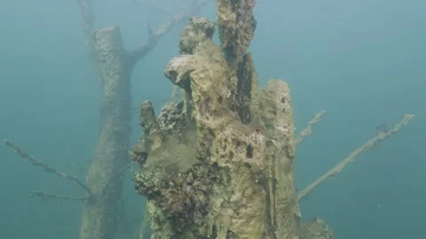 Underwater trees wrapped in freshwater algae Stock Footage 254484625
