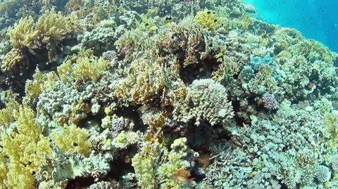 Underwater tropic background 動画素材 10595981