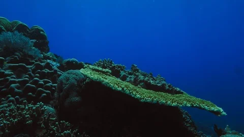 Underwater tropical background Stock Footage 92497043