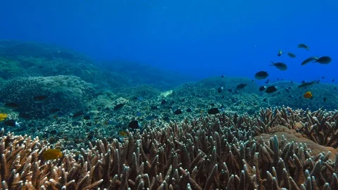 Underwater tropical background Stock Footage 92497169