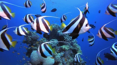Underwater Tropical Colourful Fish Stock Footage