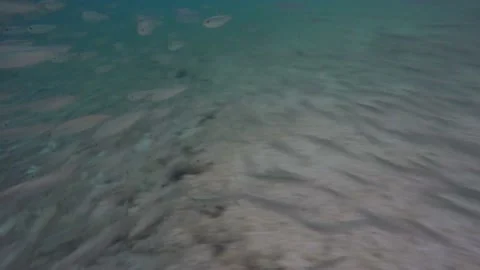 Underwater tropical fish Vidéo 167545637