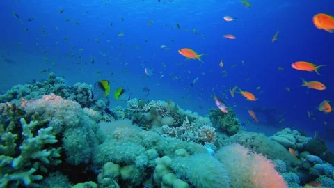 Underwater Tropical Reef Soft Corals Stock Footage 330943105