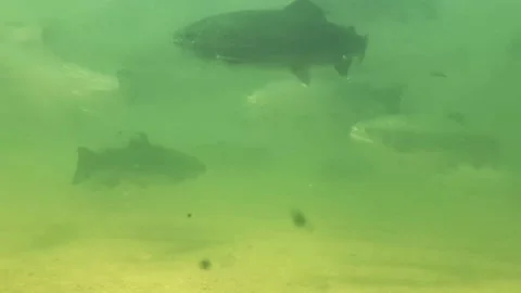 Underwater trout 1 Stock Footage 214823851