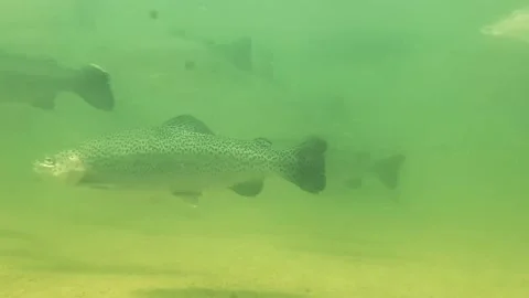 Underwater trout 2 Stock Footage 214831351