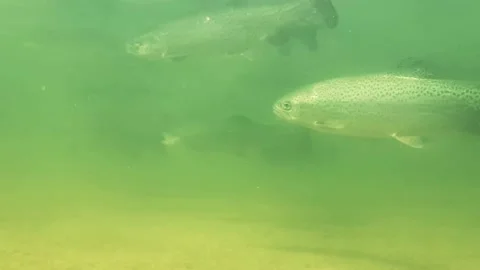Underwater trout 3 Stock Footage 214831889
