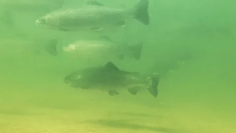 Underwater trout 4 Stock Footage 214857871