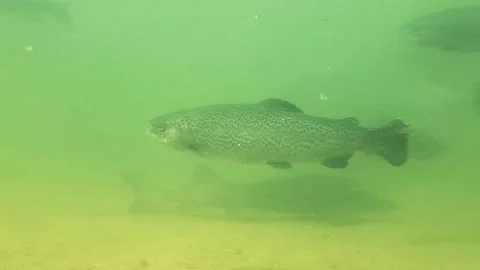 Underwater trout 5 Stock Footage 214832642