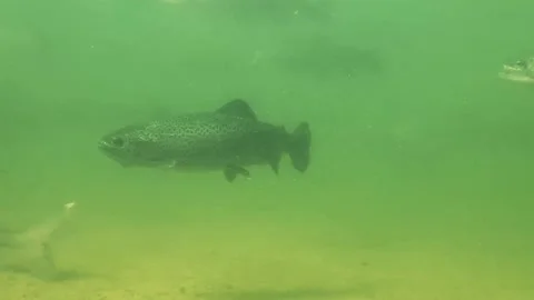 Underwater trout 6 Stock Footage 214831017