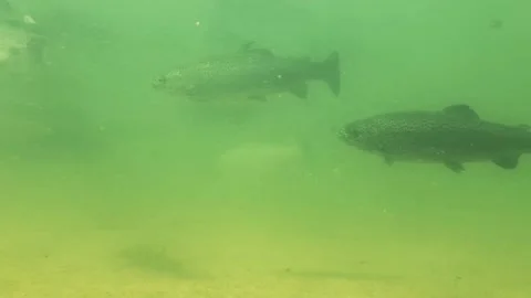 Underwater trout 7 Stock Footage 214801416