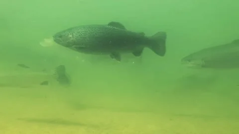 Underwater trout 8 Stock Footage 214823842