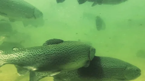 Underwater trout 9 Stock Footage 214820208