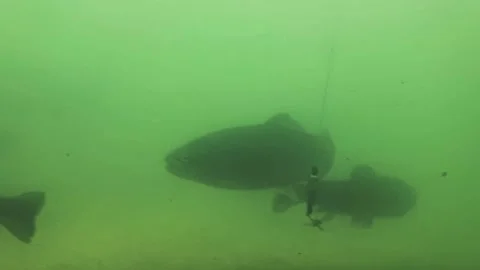 Underwater trout not interested in bead Stock Footage 214862037