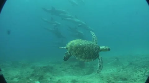 Underwater turtle with dolphins encounter Stock Footage 54048559