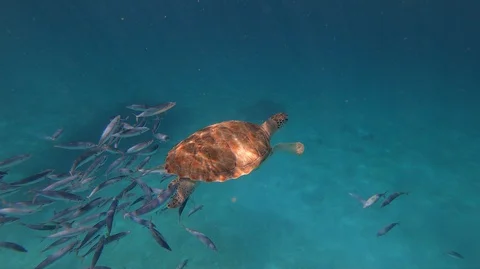 Underwater Turtle with Fish Stock Footage 127757353