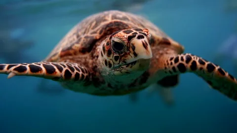 Underwater Turtle Stock Footage 339621578