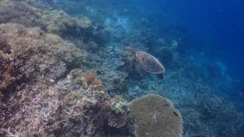 Underwater turtle shot Stock Footage 90001766