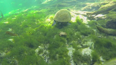 Underwater Turtle Spring 1 Video stock 146866154