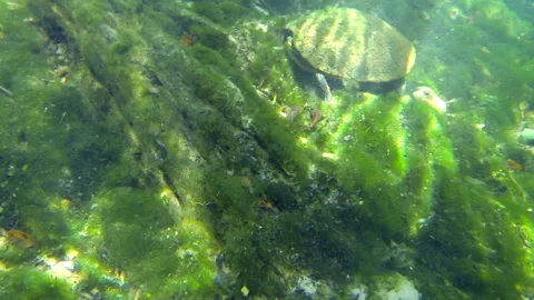 Underwater Turtle Spring 2 Video stock 146866162