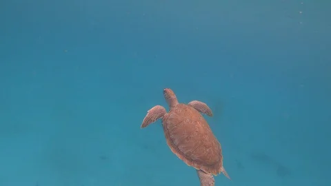 Underwater Turtle Surfacing Stock Footage