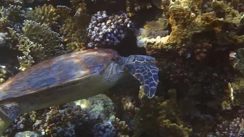 Underwater turtle while eating corals in the red sea Stock Footage 151085893
