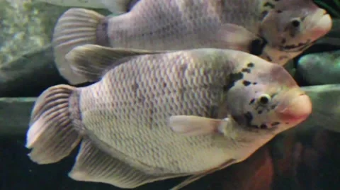 Underwater with two fish gray Stock Footage 52349447