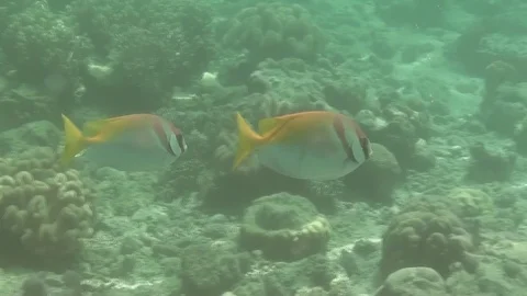 Underwater two rabbitfish Video stock 104046255