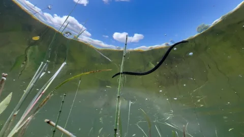 Underwater upward view of Horse leech (Haemopis sanguisuga) moving in a pond Stock Footage 314714446