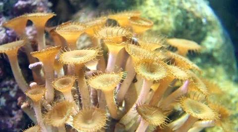 Underwater vegetation Stock Footage 653650