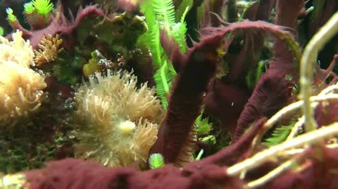Underwater vegetation shallow depth of field Stock Footage 11144879