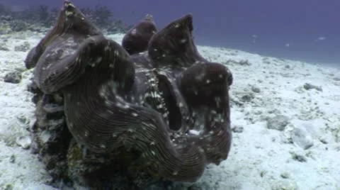 Underwater Venus Fly Trap Video stock 10565137