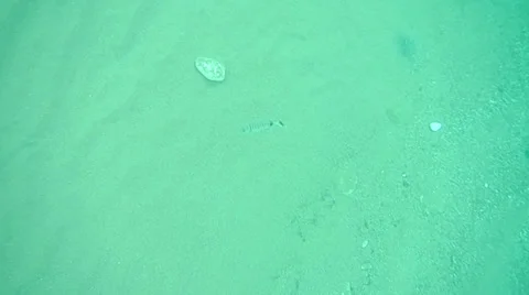 Underwater Video, Big Fish Stock Footage 37022006