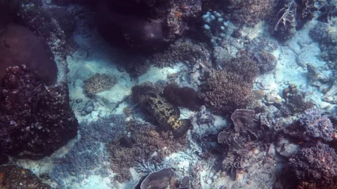 Underwater video captures a large brown-marbled grouper Stock Footage 237155619