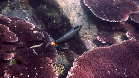Underwater video capturing vibrant tropical fish swimming in coral garden Stock Footage 233196002