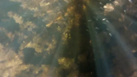 Underwater video in a clean river Vídeo Stock 76022058