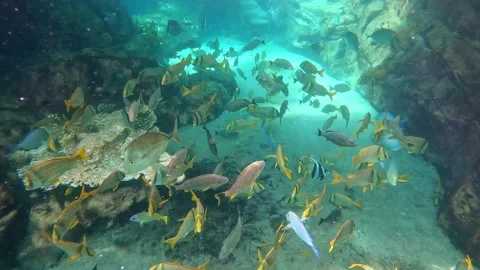 L Am Fish Stock Videos – Royalty-Free HD & 4K Videos | Pond5