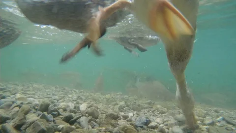 Underwater video of diving duck Stock Footage 117472440