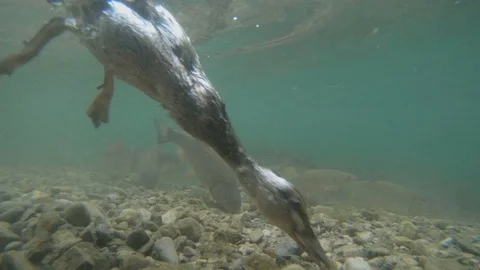 Underwater video of diving duck 動画素材 117472475