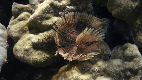 Underwater video of feather duster worm on the coral reef Video stock 299649349