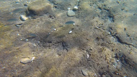 Underwater video of flock of marbled spinefoot swimming over the sandy bottom Stock Footage 239052218