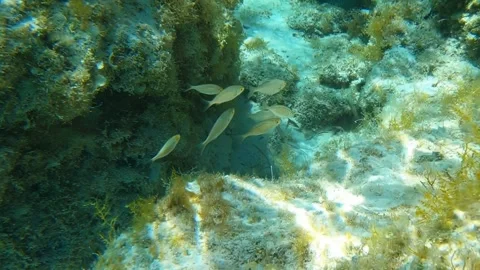 Underwater video of flock of marbled spinefoot fish swimming over rocks Stock Footage 249651381