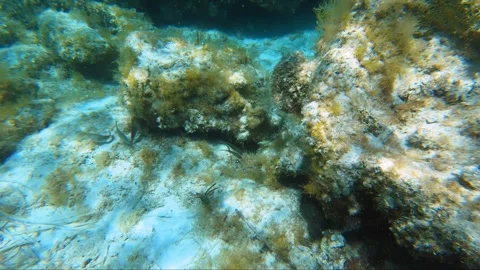 Underwater video of flock of marbled spinefoot fish swimming over rocks. Video stock 275814007