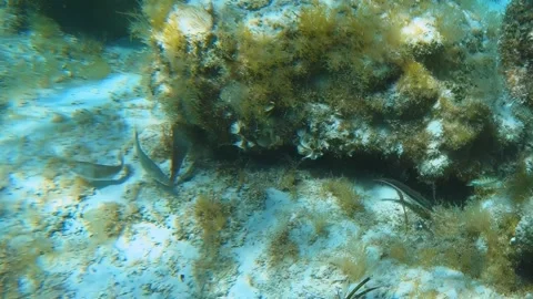 Underwater video of flock of marbled spinefoot fish swimming over rocks. Vídeo Stock 288056370