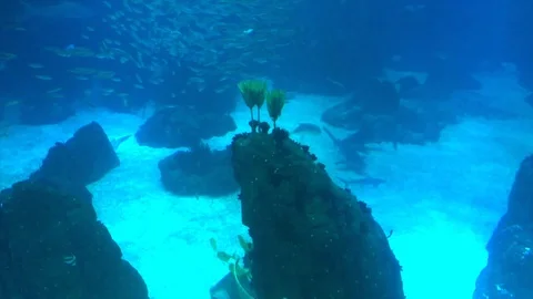 Underwater video Stock Footage 105024201