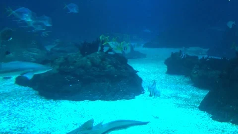 Underwater video Stock Footage 105024202