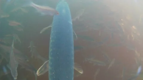 Underwater video. Stock Footage 220931426