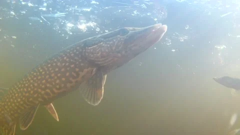 Underwater video. Stock Footage 220931459